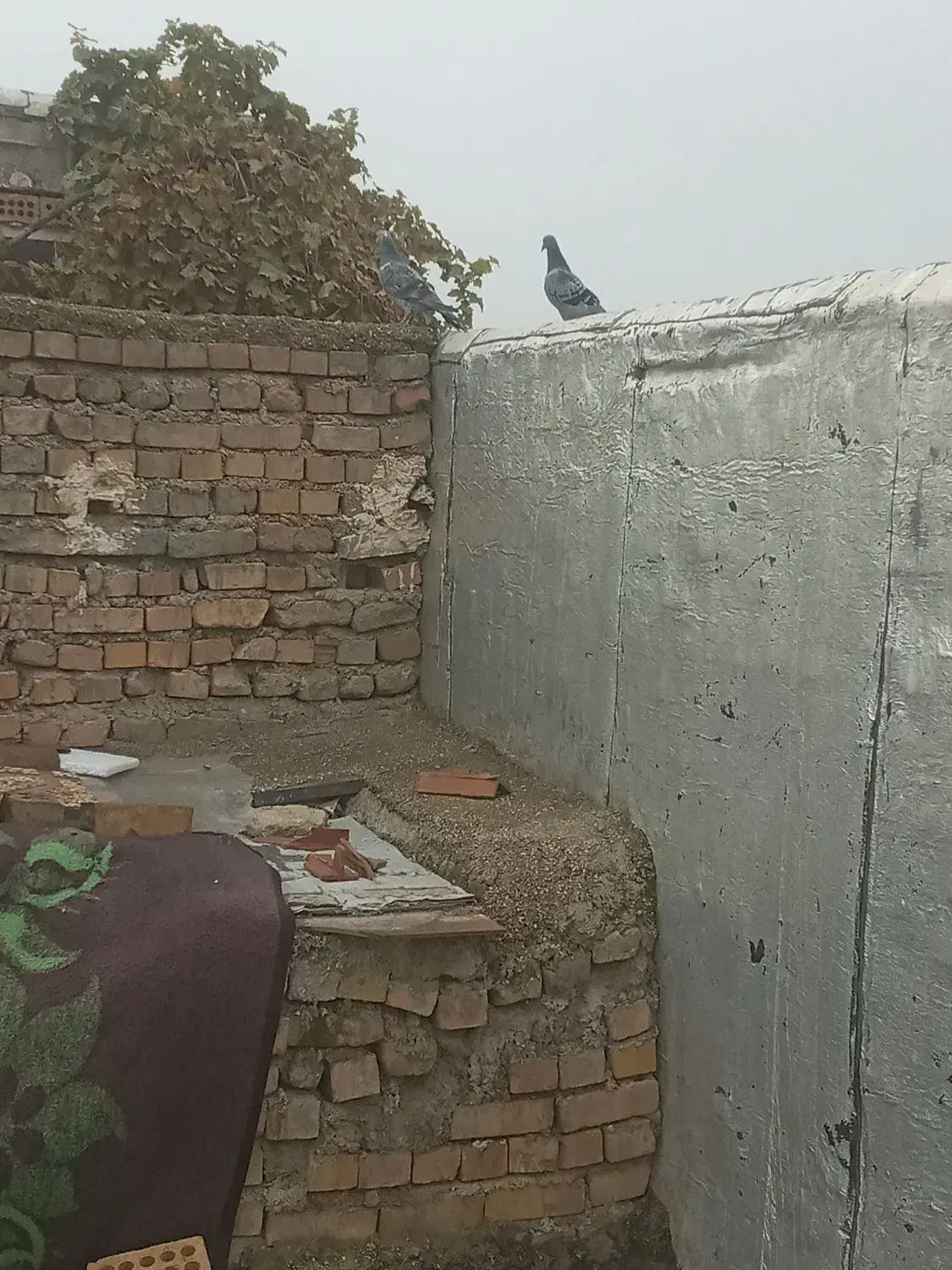 کفتر|پرنده|کلاله, |دیوار