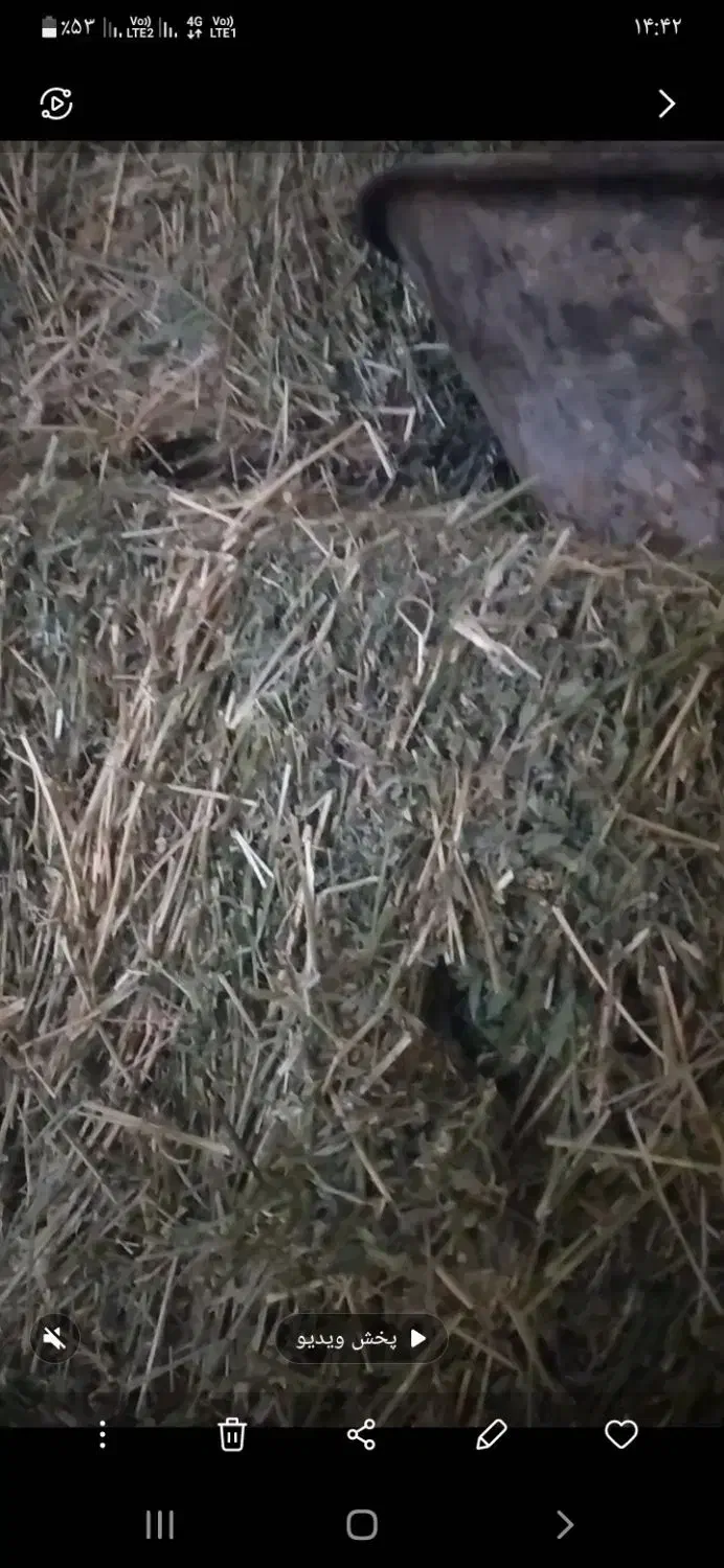 پرس یونجه|لوازم جانبی حیوانات|بروجرد, |دیوار