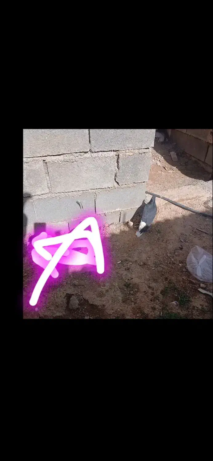 کبوتر|حیوانات|شیراز, شهرک مهدیآباد|دیوار