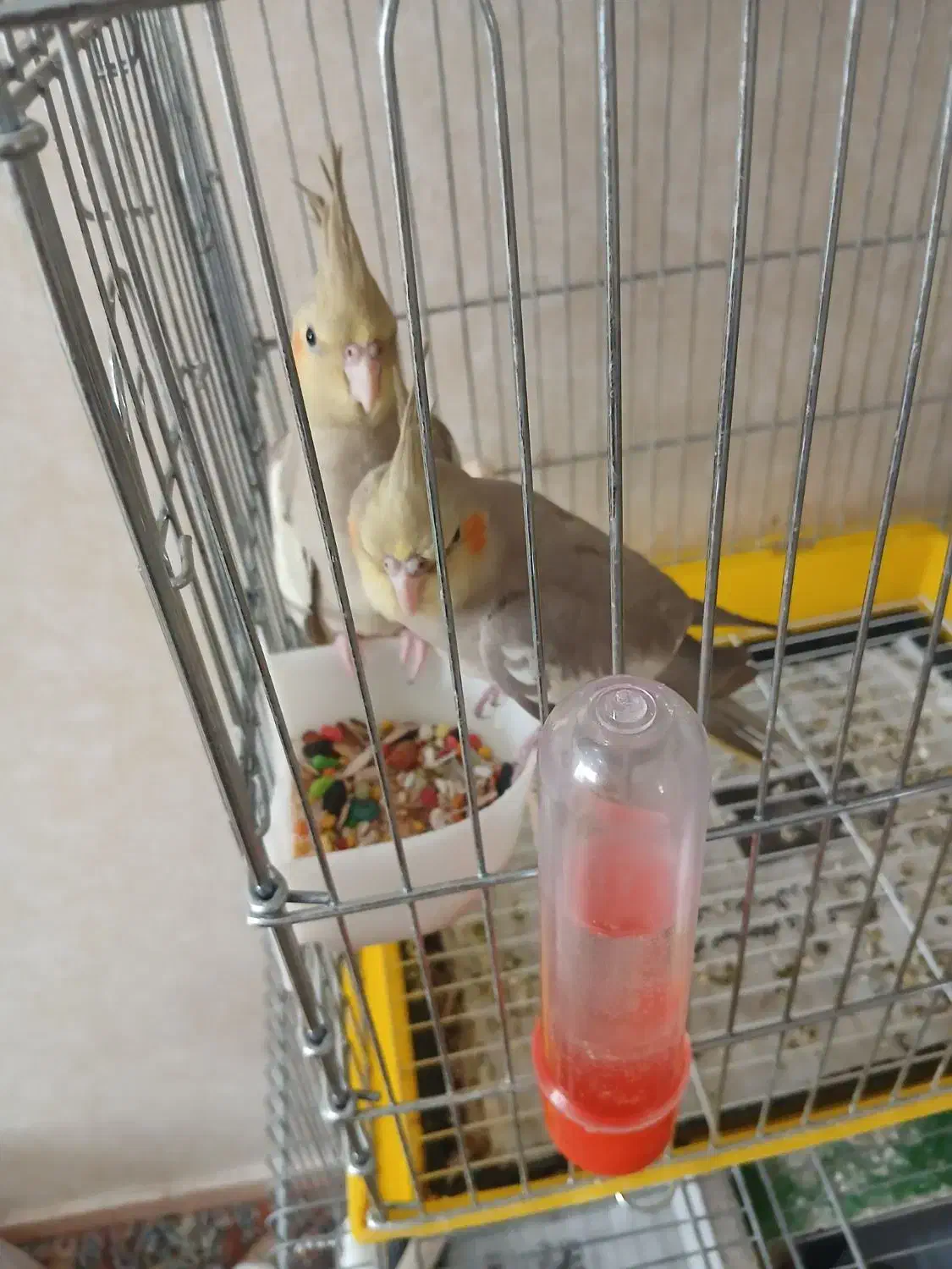 عروس هلندی دوماهه|پرنده|فردیس, سرحدی|دیوار