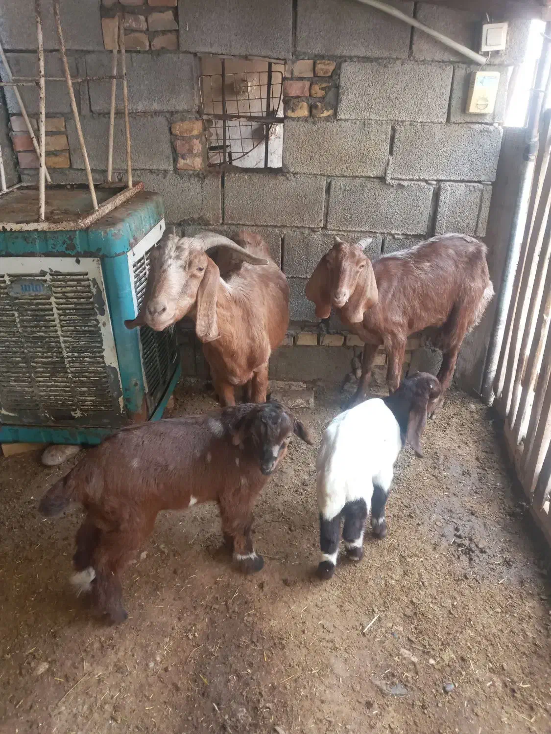 دوعددبزماده با بی نر|حیوانات مزرعه|شوش, |دیوار