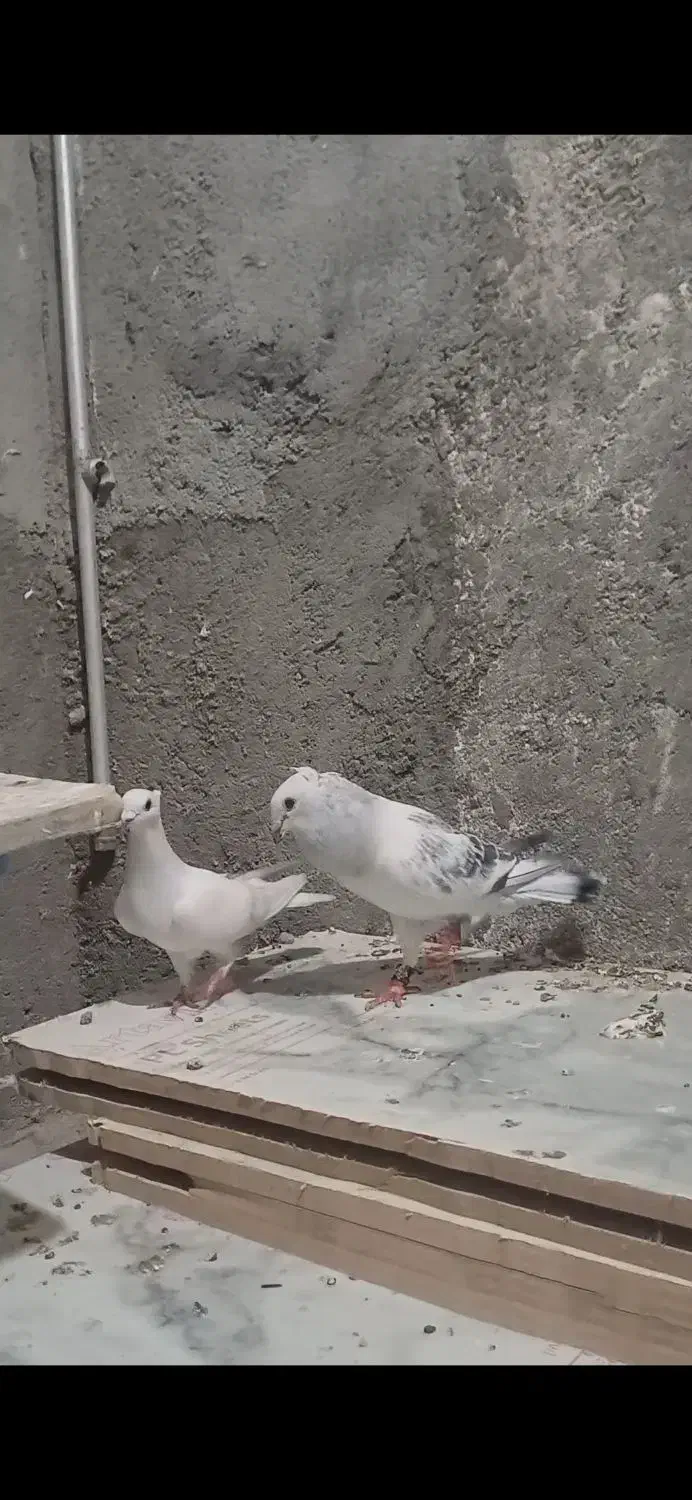 جفت کرمانی کاکلی درجه ۱|پرنده|مه ولات, |دیوار