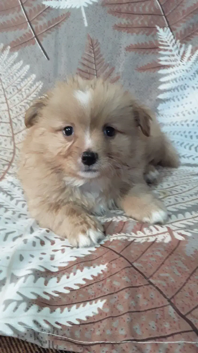 توله سگ پامراشپیتز|سگ|گرگان, |دیوار