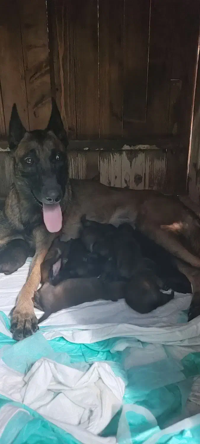 واگذاری توله های زیبای الکس وتی تی ،اصیل مالینویز|سگ|تهران, شهرک استقلال|دیوار