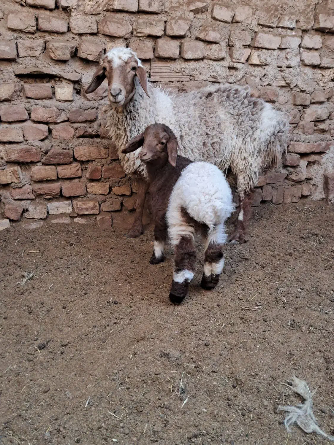 میش زاییده و بره نر|حیوانات مزرعه|بیرجند, |دیوار