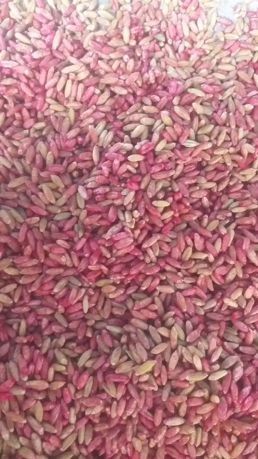 بذرگندم‌ دیم‌ وابی|عمده‌فروشی|بوئین و میاندشت, |دیوار