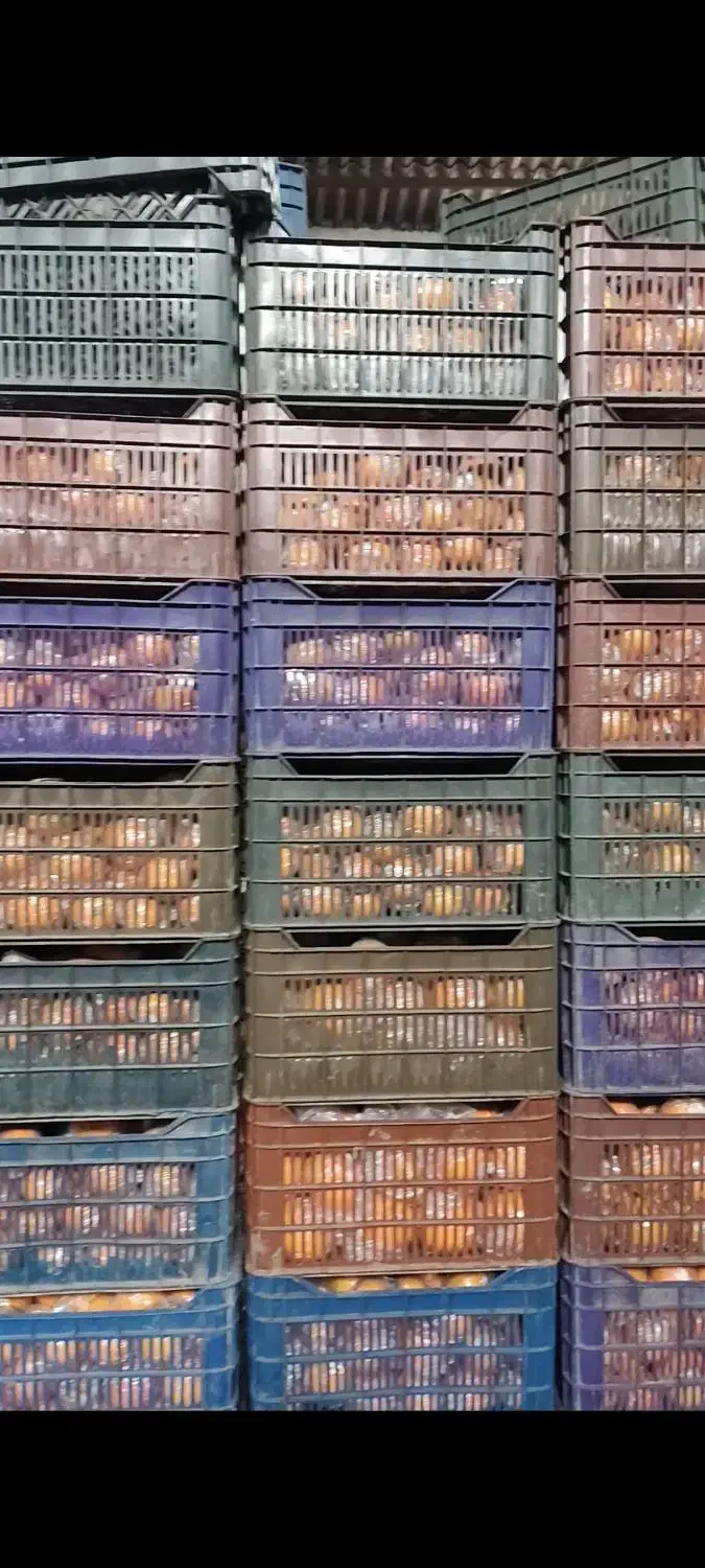 پرتقال نایلون پیچ 140تن|عمدهفروشی|قائمشهر, |دیوار