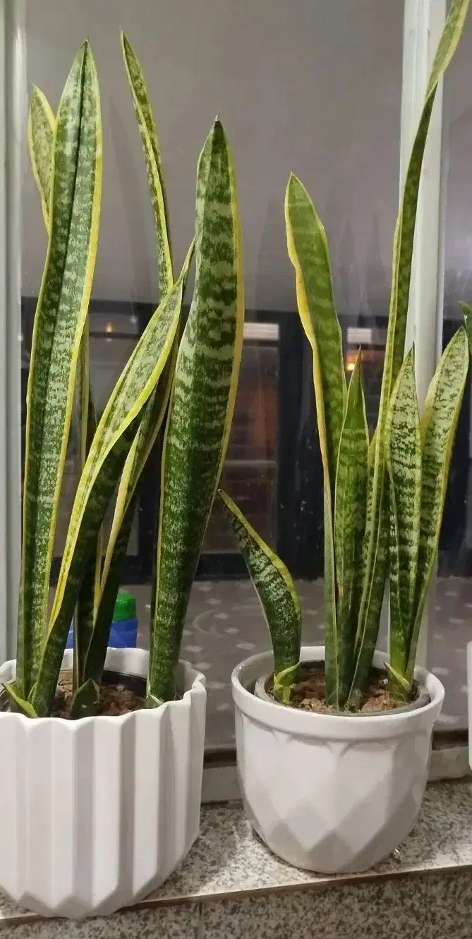 گل گل|گل و گیاه طبیعی|همدان, |دیوار