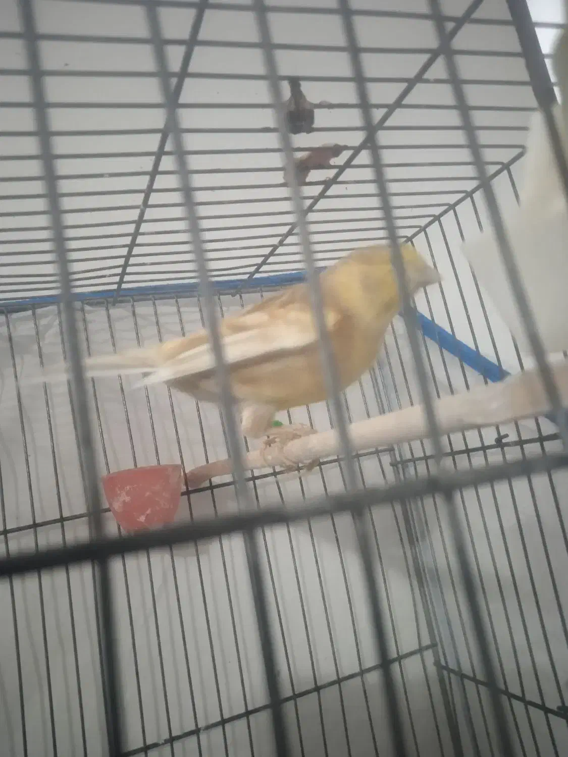 قناری|پرنده|بم, |دیوار