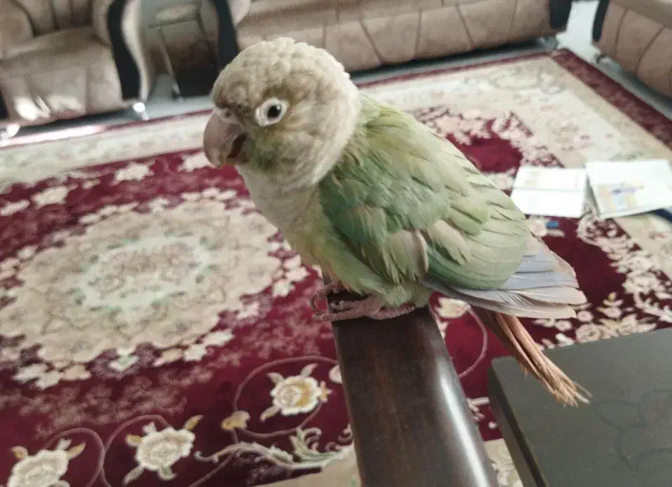 پرنده گرینچیک|پرنده|سبزوار, فرهنگیان|دیوار