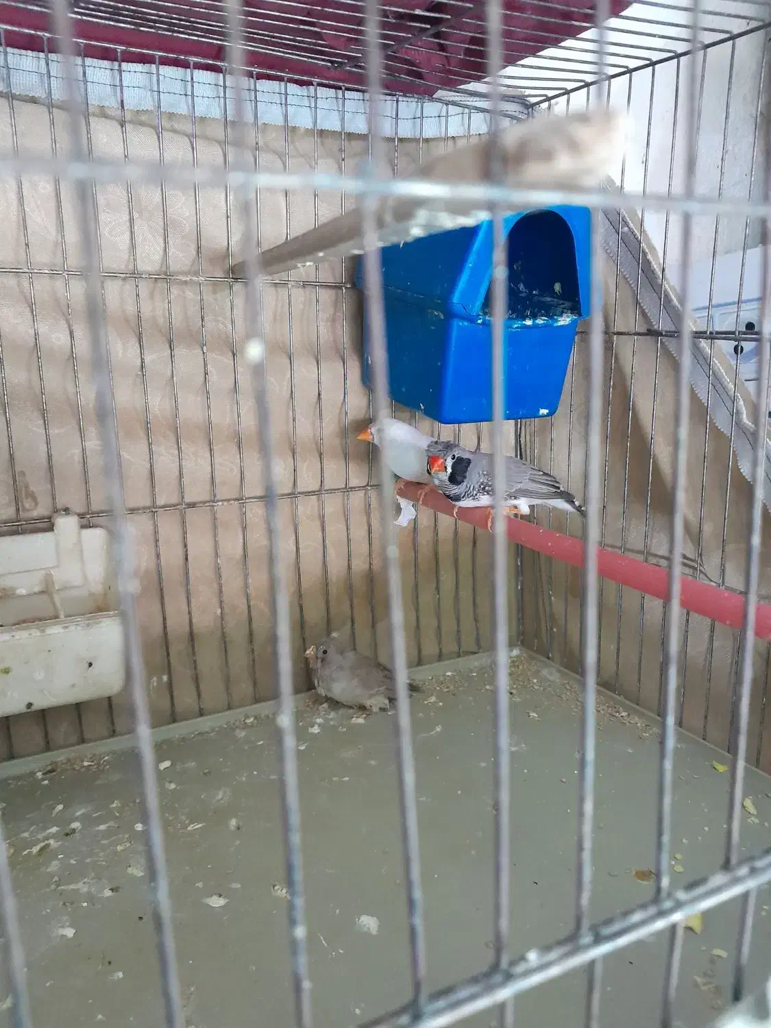 فنچ مولد|پرنده|رباط‌کریم, رباط‌کریم|دیوار