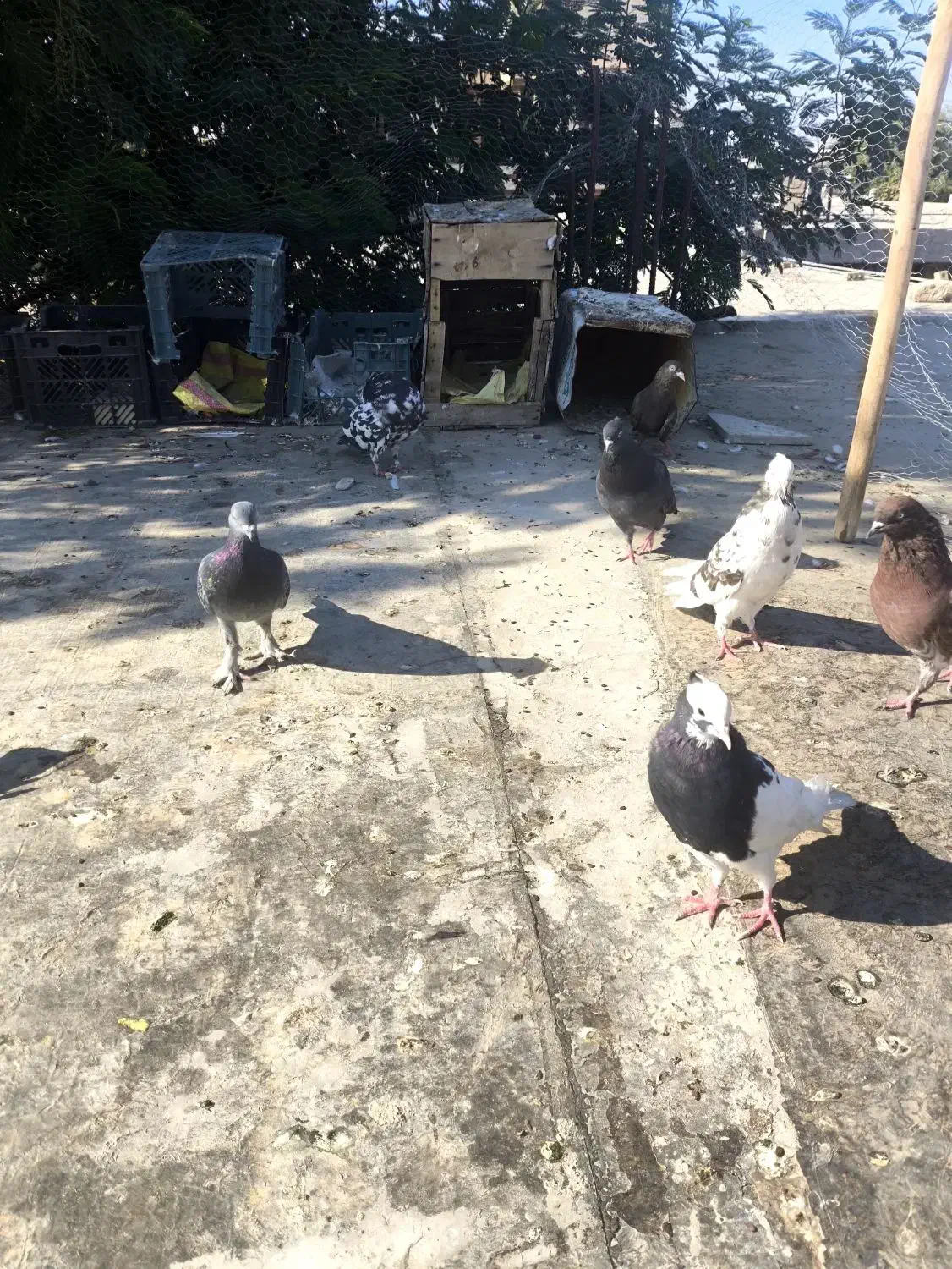 کبوتر ۱۲عددهمش فقط یک ملیون این قیمت تا پاین امروز|پرنده|دهدشت, |دیوار