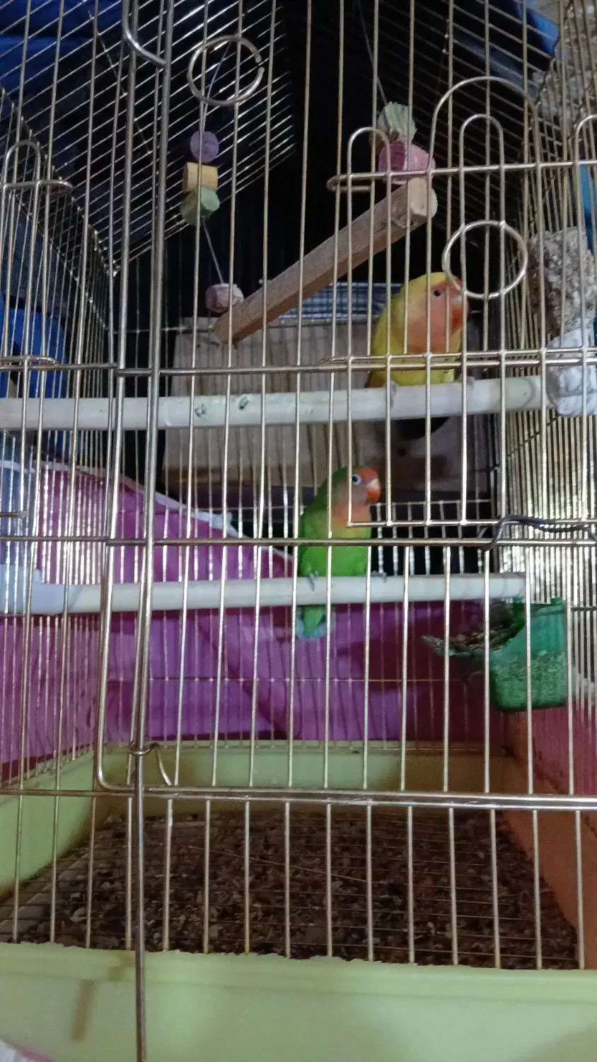 طوطی برزیلی|پرنده|دورود, |دیوار