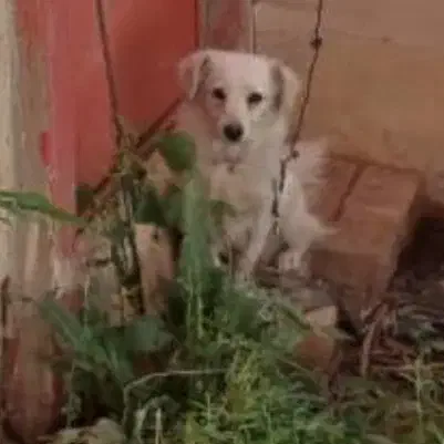 سگ اشپیتز 9 ماهه|سگ|خرمآباد, |دیوار