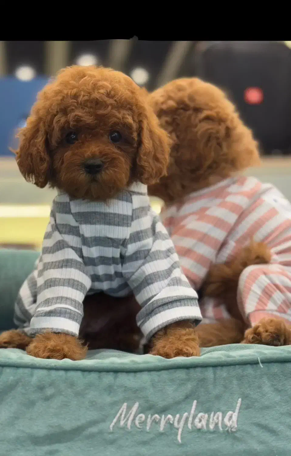 سگ توی پودل تیره|سگ|رشت, دیلمان|دیوار