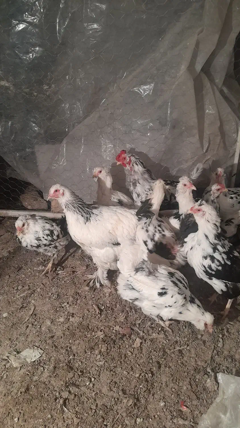 ۱۱ مرغ یه خروس|حیوانات مزرعه|اصفهان, شهرک کاوه|دیوار