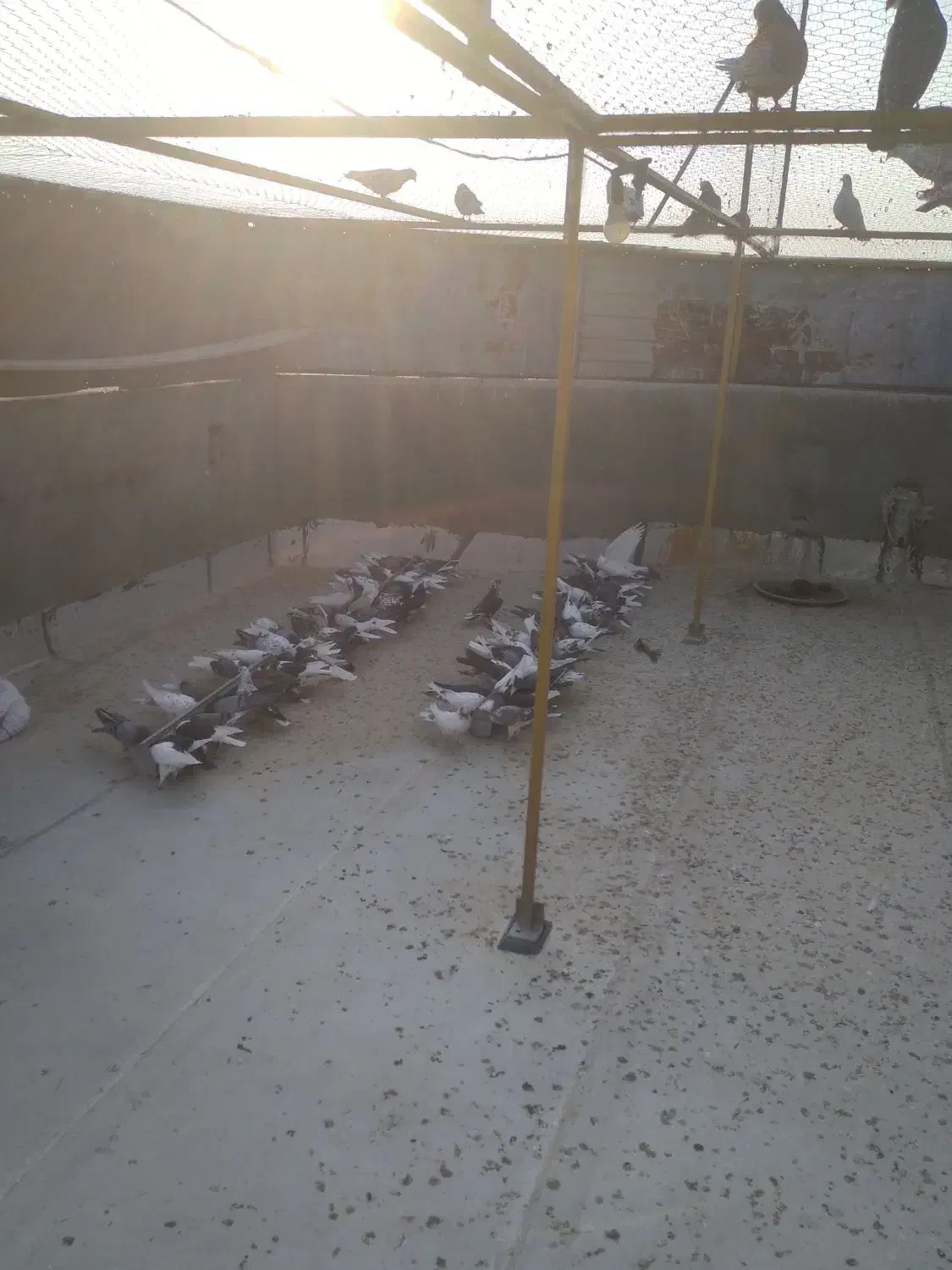 فروش فوری کبوتر تهرانی به صورت تکی و عمده|پرنده|نهاوند, |دیوار