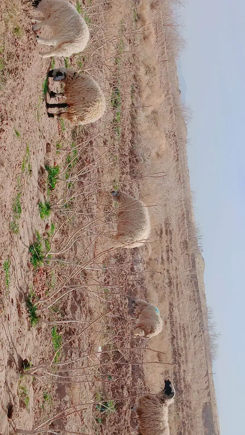 میش بر|حیوانات مزرعه|یزدان شهر, |دیوار