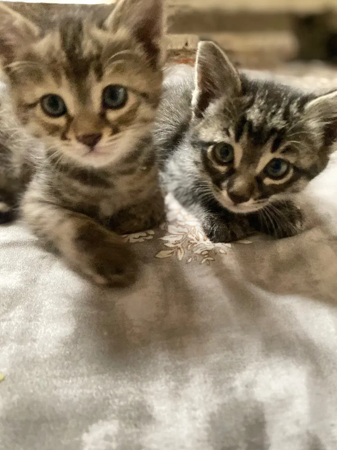 گربه|گربه|ری, دیلمان|دیوار