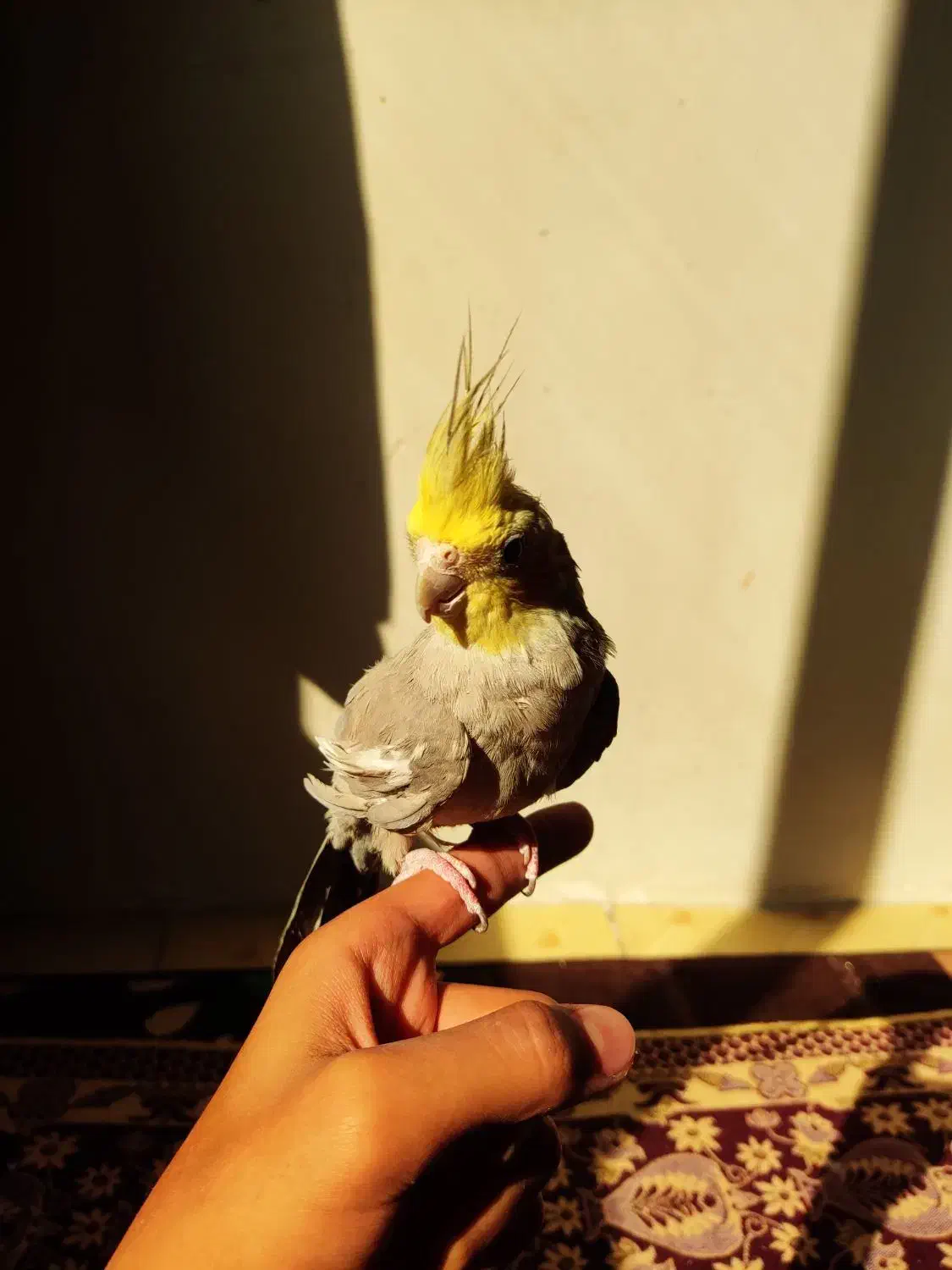 ۳ عدد عروس هلندی|پرنده|نسیم‌شهر, |دیوار