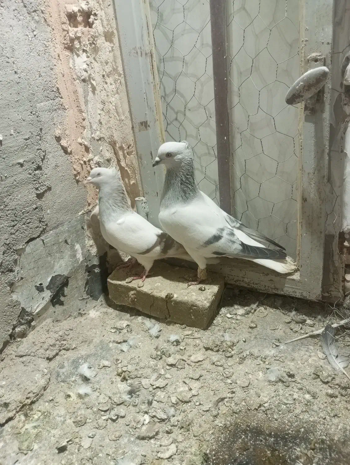 یه جفت کفتر شامی دم سفید با جوجشون|پرنده|سبزوار, شرق کال میانی|دیوار