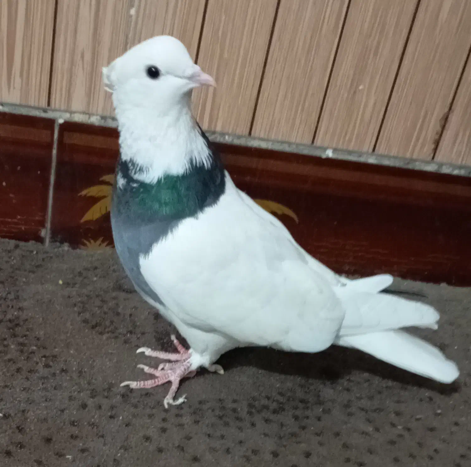 کفتر صید طوقی|پرنده|تربت جام, معدآباد|دیوار