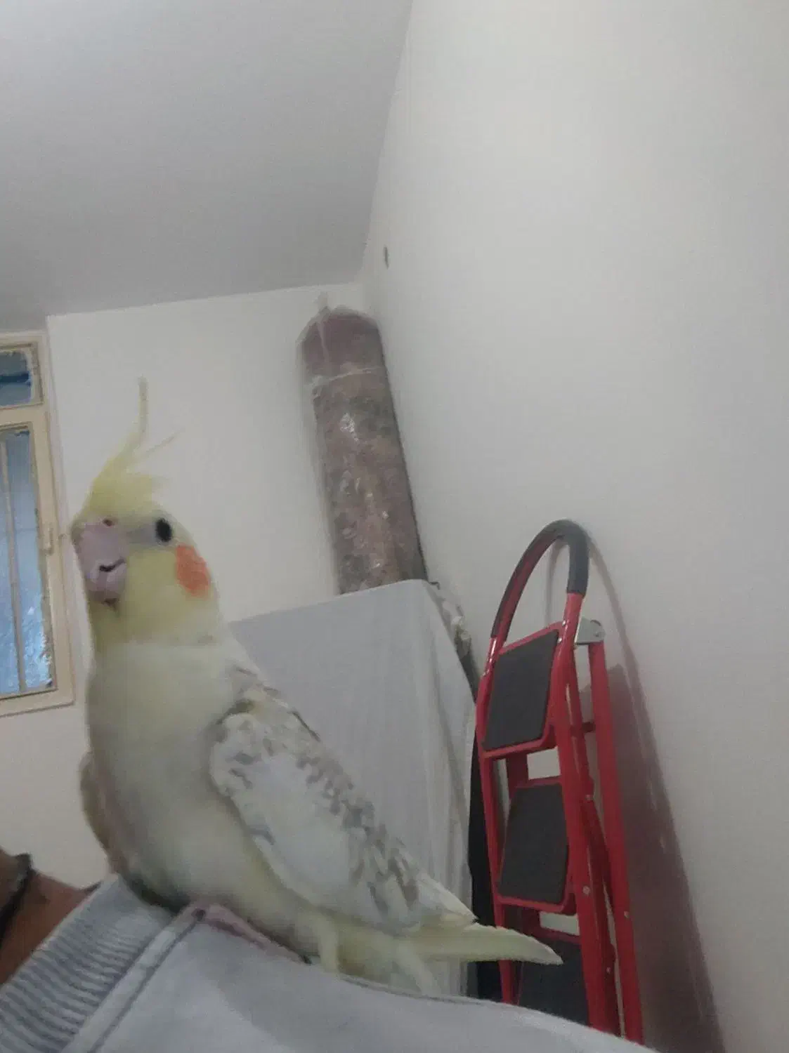 عروس هلندی گل باقالی نر همراه با قفس|پرنده|کرمان, |دیوار