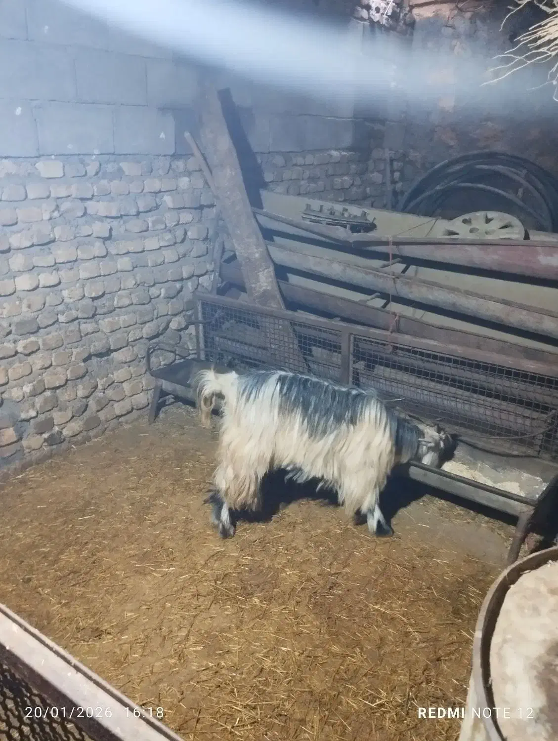 بزغاله|حیوانات مزرعه|بیرانوند, |دیوار