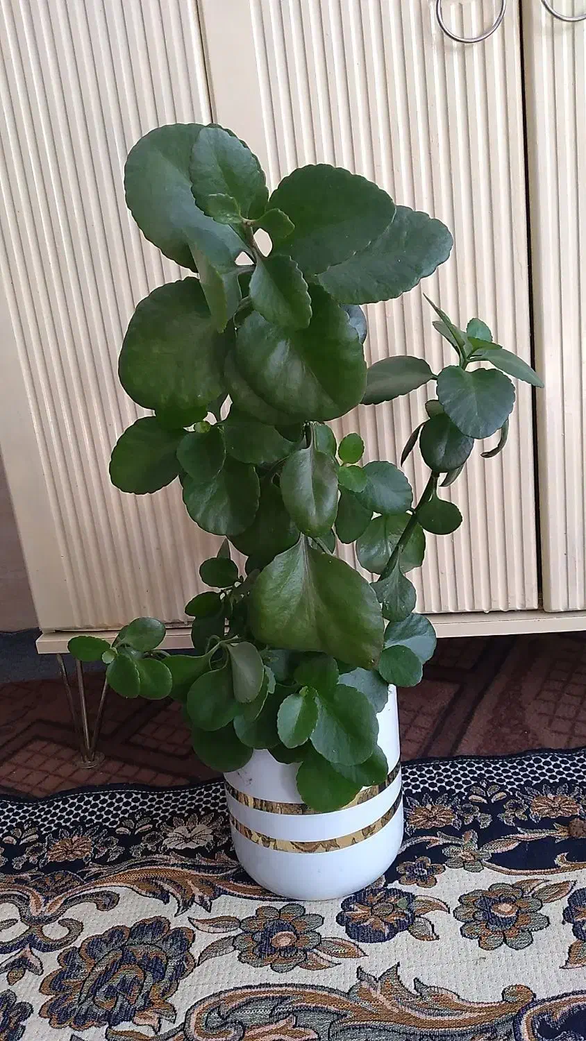 گل طبیعی|گل و گیاه طبیعی|صحنه, |دیوار