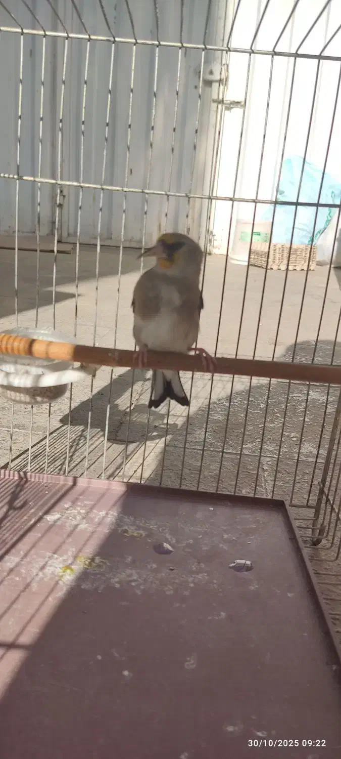 سهره کرمونی ماده جنس|پرنده|خرمدره, |دیوار