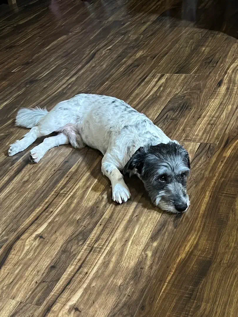 واگذاری سگ|سگ|رشت, بلوار گیلان|دیوار