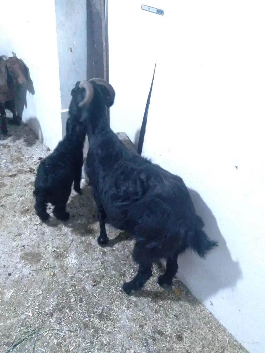 ده عدد بزشیری|حیوانات مزرعه|ملایر, |دیوار