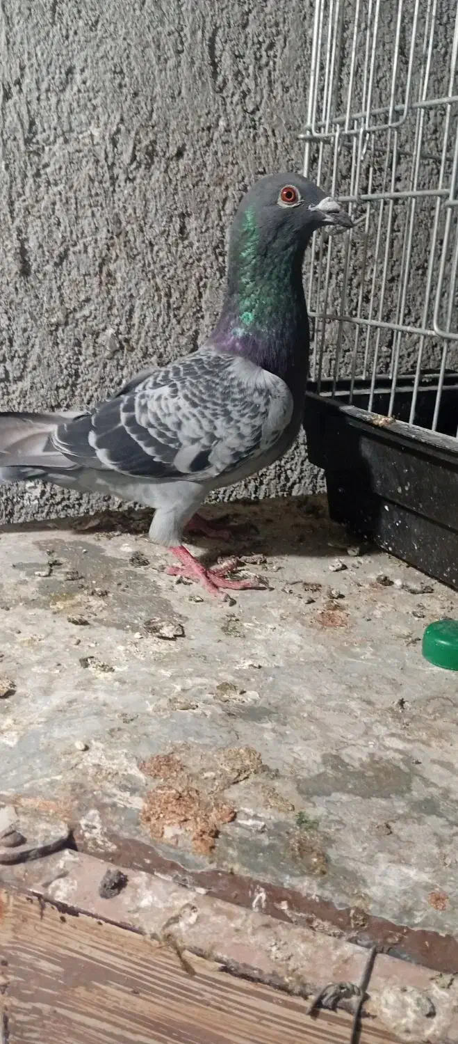 کبوتر پلاکی|حیوانات|بندر کنگان, |دیوار