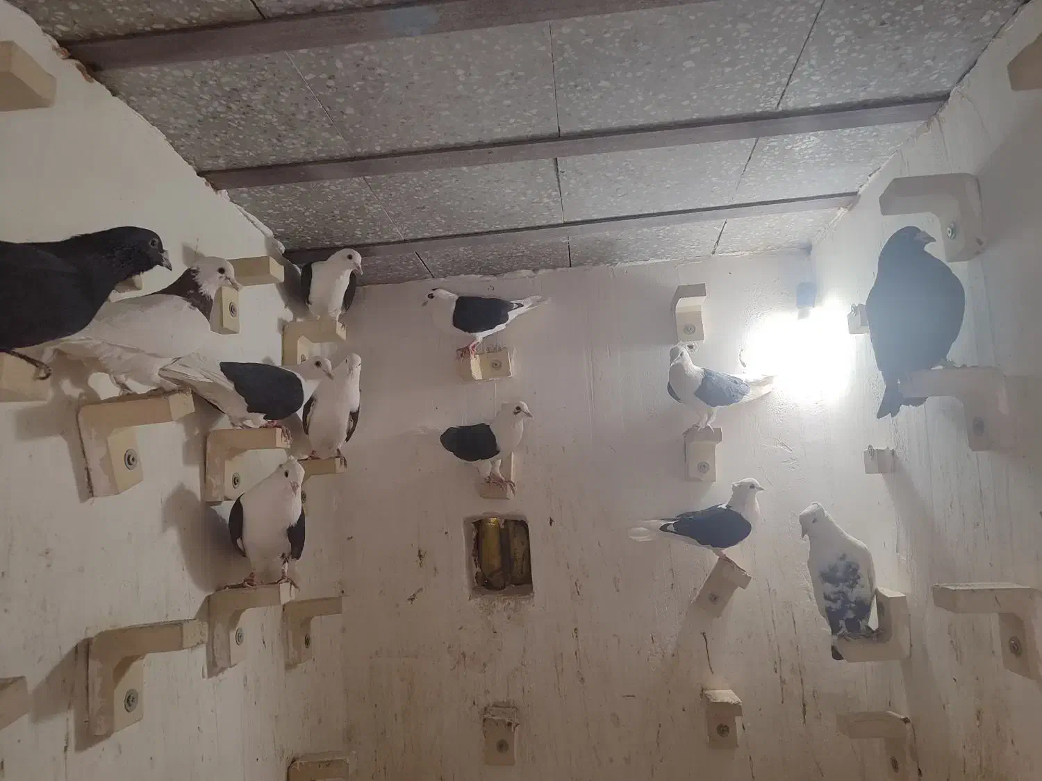 کفتر فروشی|پرنده|رفسنجان, |دیوار