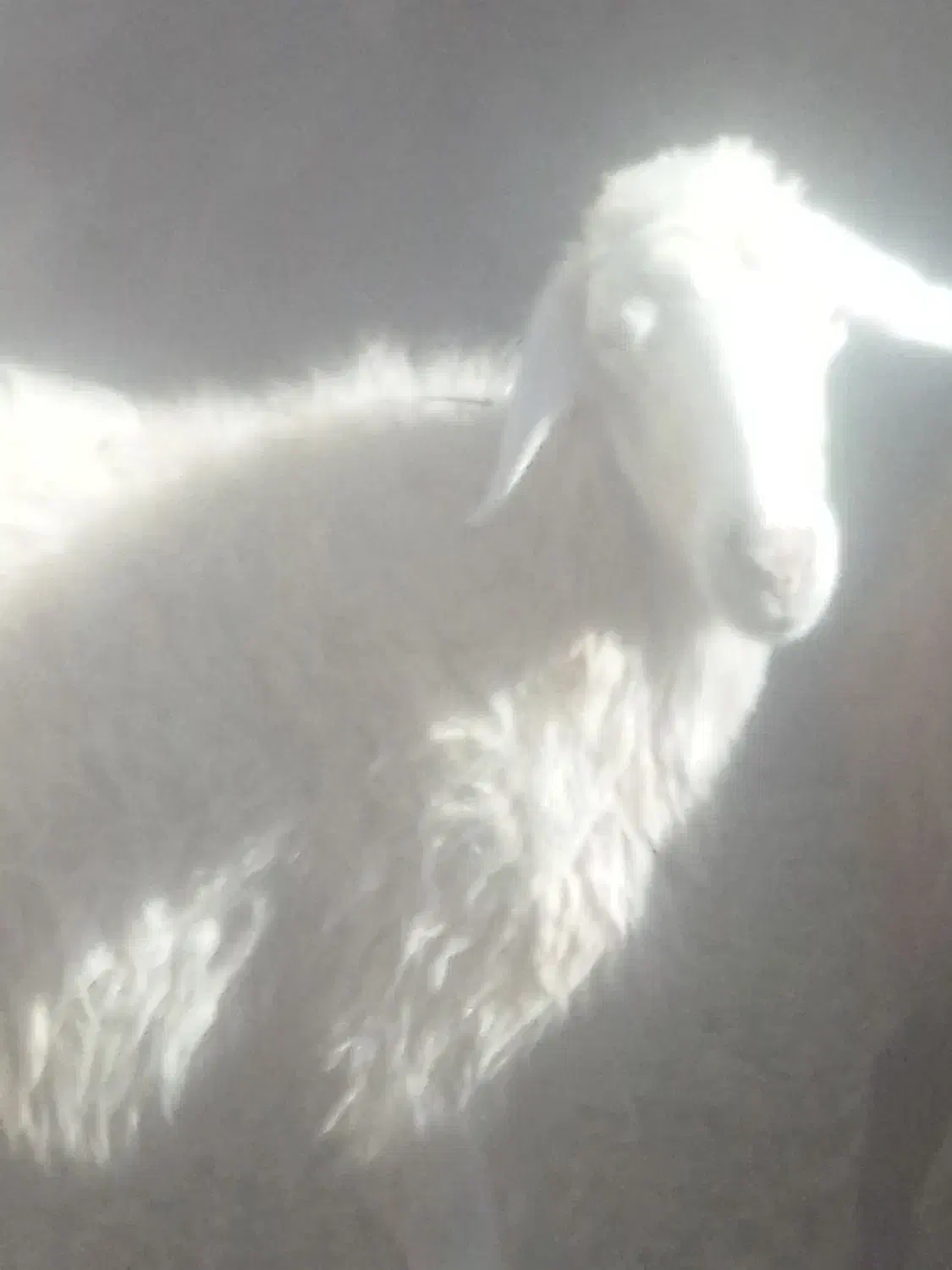 گوسفند|حیوانات مزرعه|فیروزآباد (لرستان), |دیوار