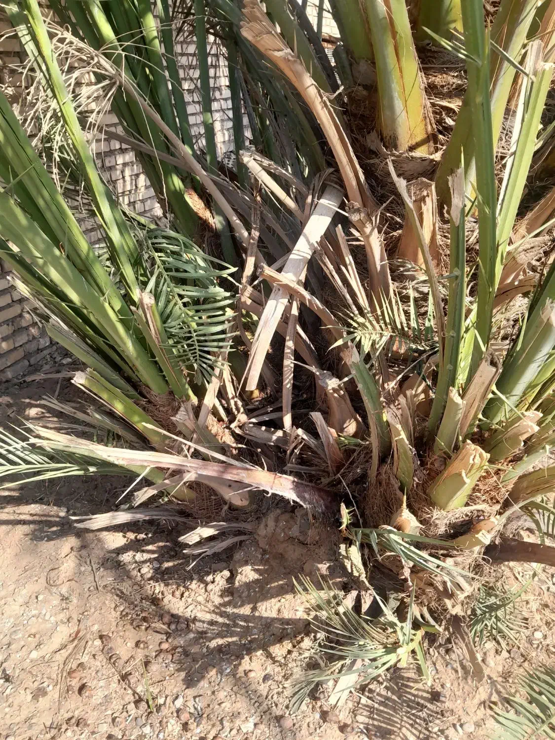 شادگان روستای دریسیه|گل و گیاه طبیعی|شادگان, |دیوار