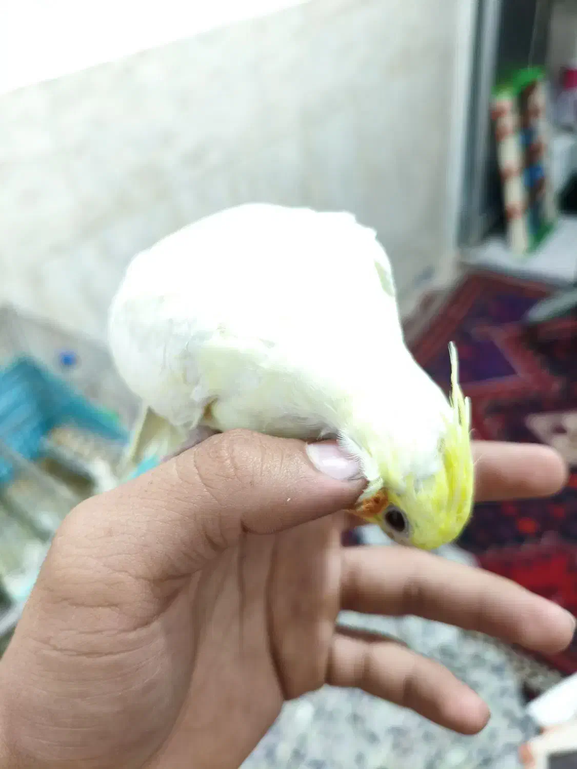 عروس هلندی دستی|پرنده|سیرجان, |دیوار