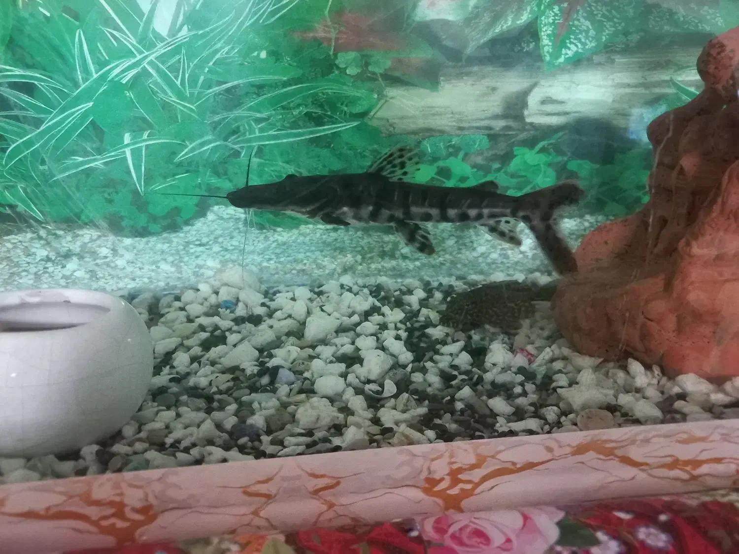 ماهی کت دراگون|ماهی|زابل, |دیوار