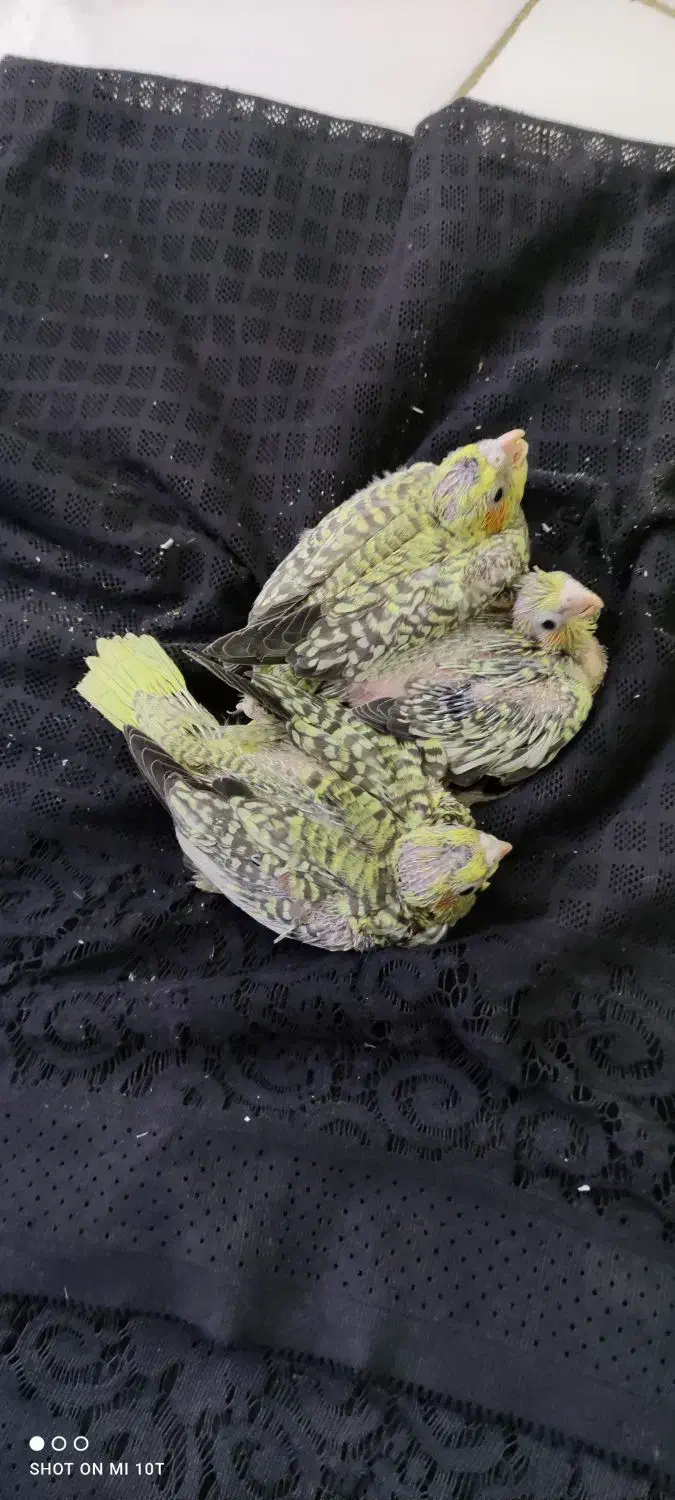 جوجه عروس هلندی مرواریدی زعفرونی|پرنده|شیراز, کرونی(خاتونک)|دیوار