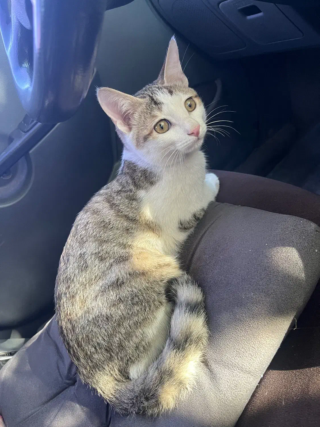 گربه DSH|گربه|اهواز, کوروش|دیوار