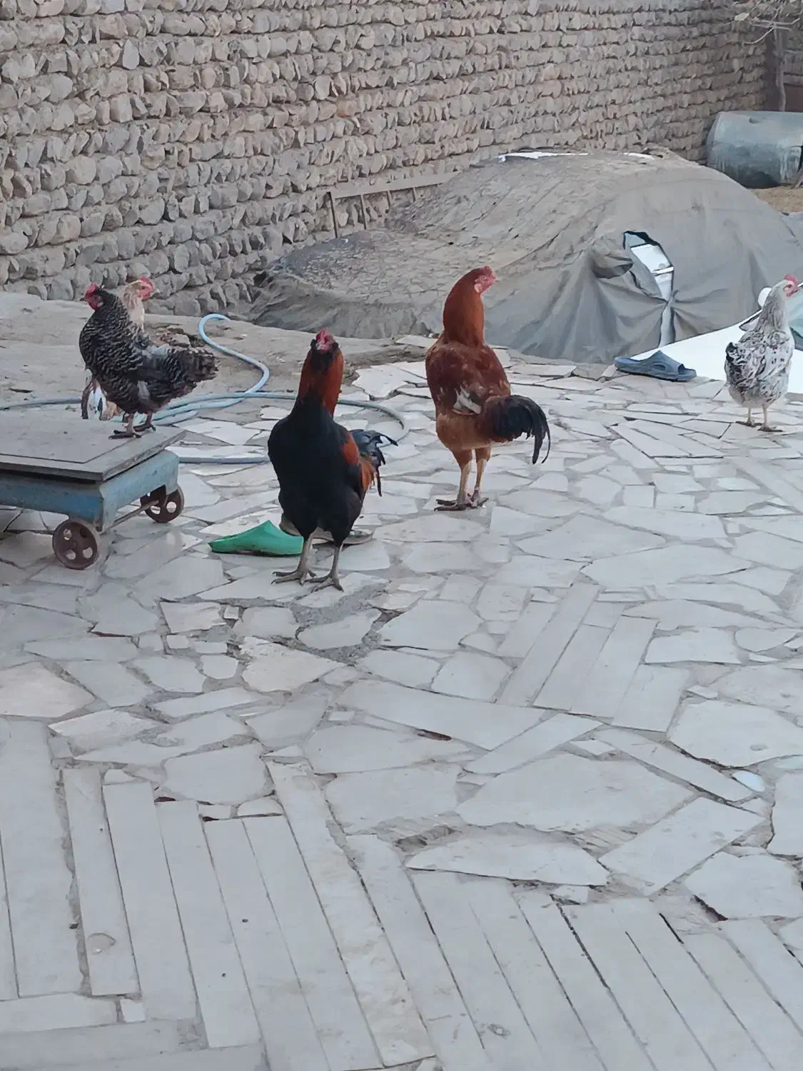 مرغ محلی و خروس لاری|حیوانات مزرعه|چگنی, |دیوار