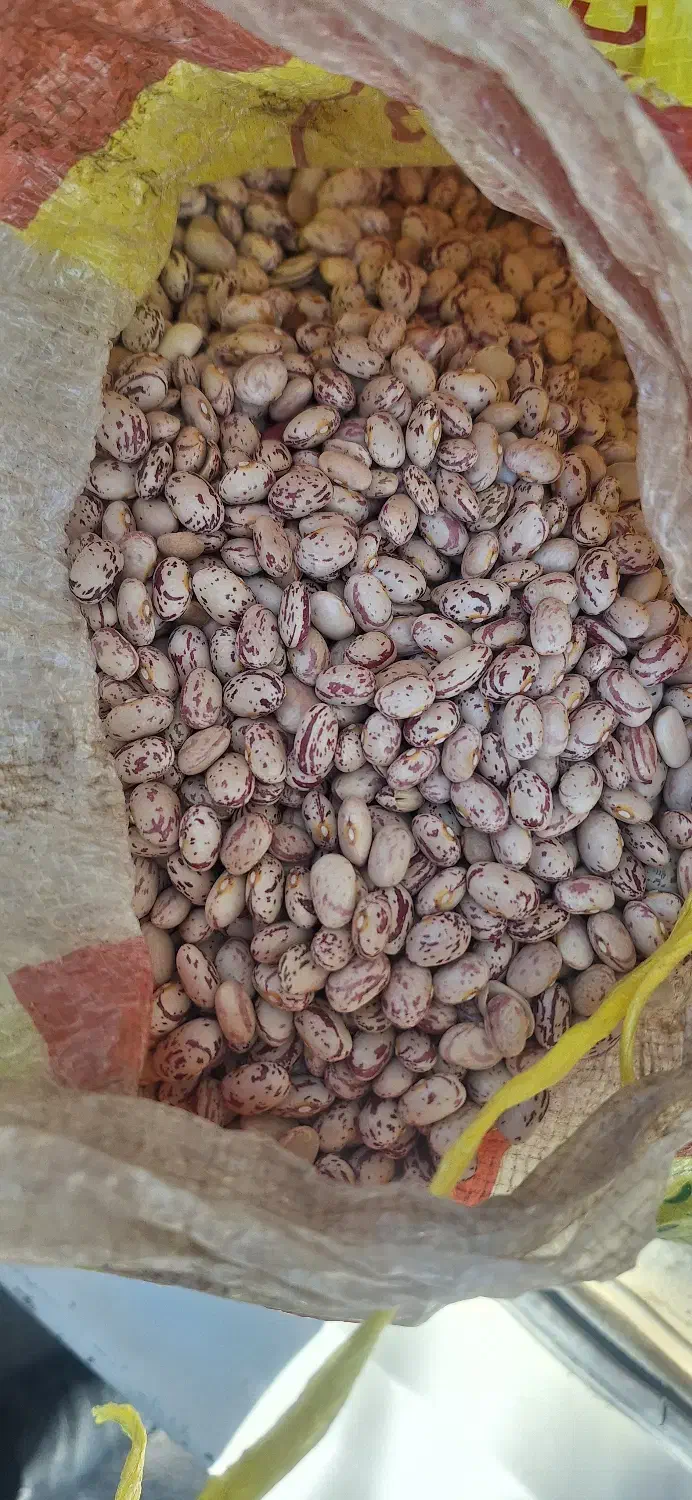 لوبیا چیتی|خوردنی و آشامیدنی|بلداجی, |دیوار