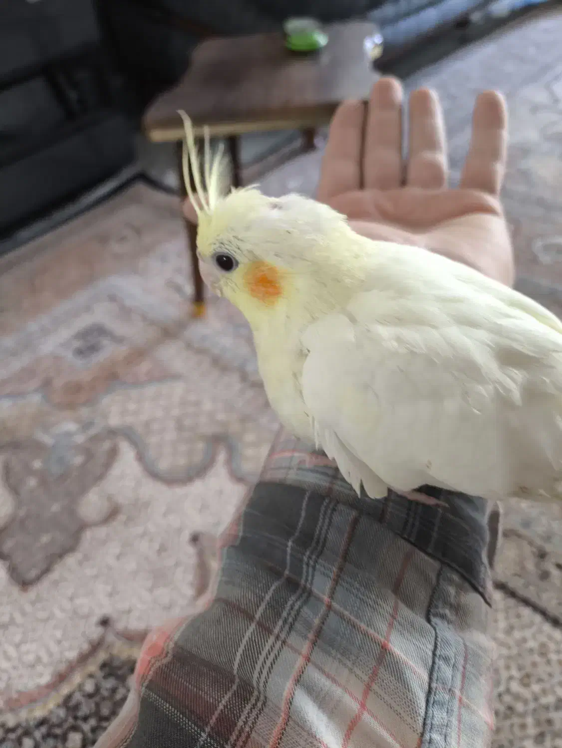 عروس هلندی لوتینو دست آموز و خانگی|پرنده|مشگین شهر, |دیوار