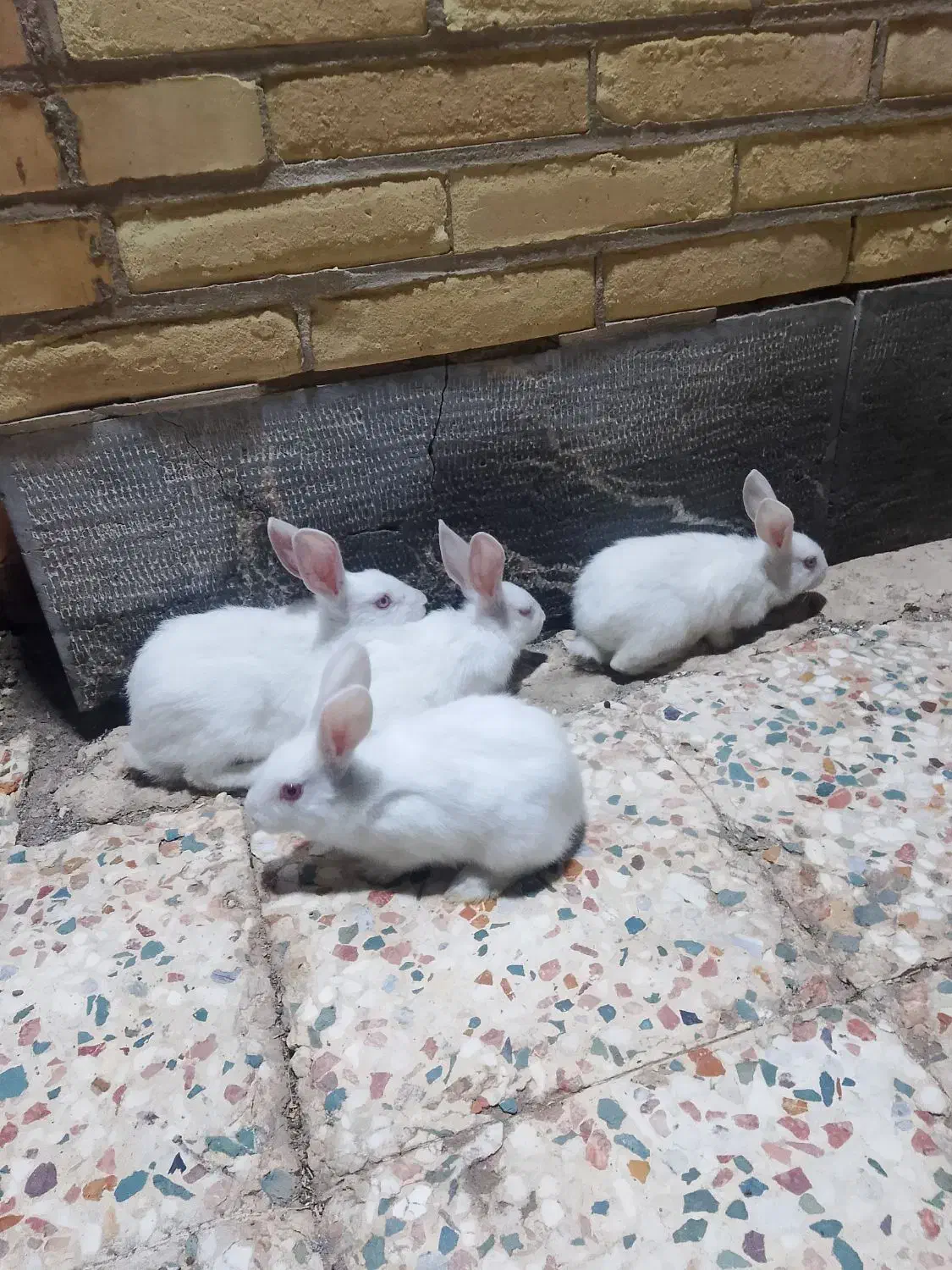 ۲۰۰|موش و خرگوش|رفسنجان, |دیوار