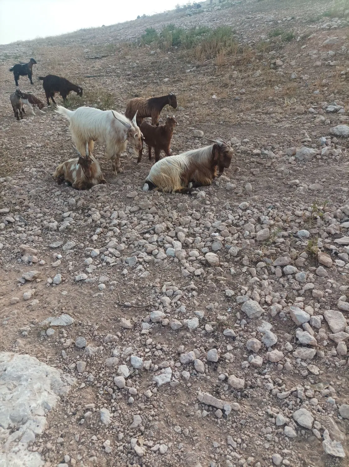 کهر|حیوانات مزرعه|جم, |دیوار