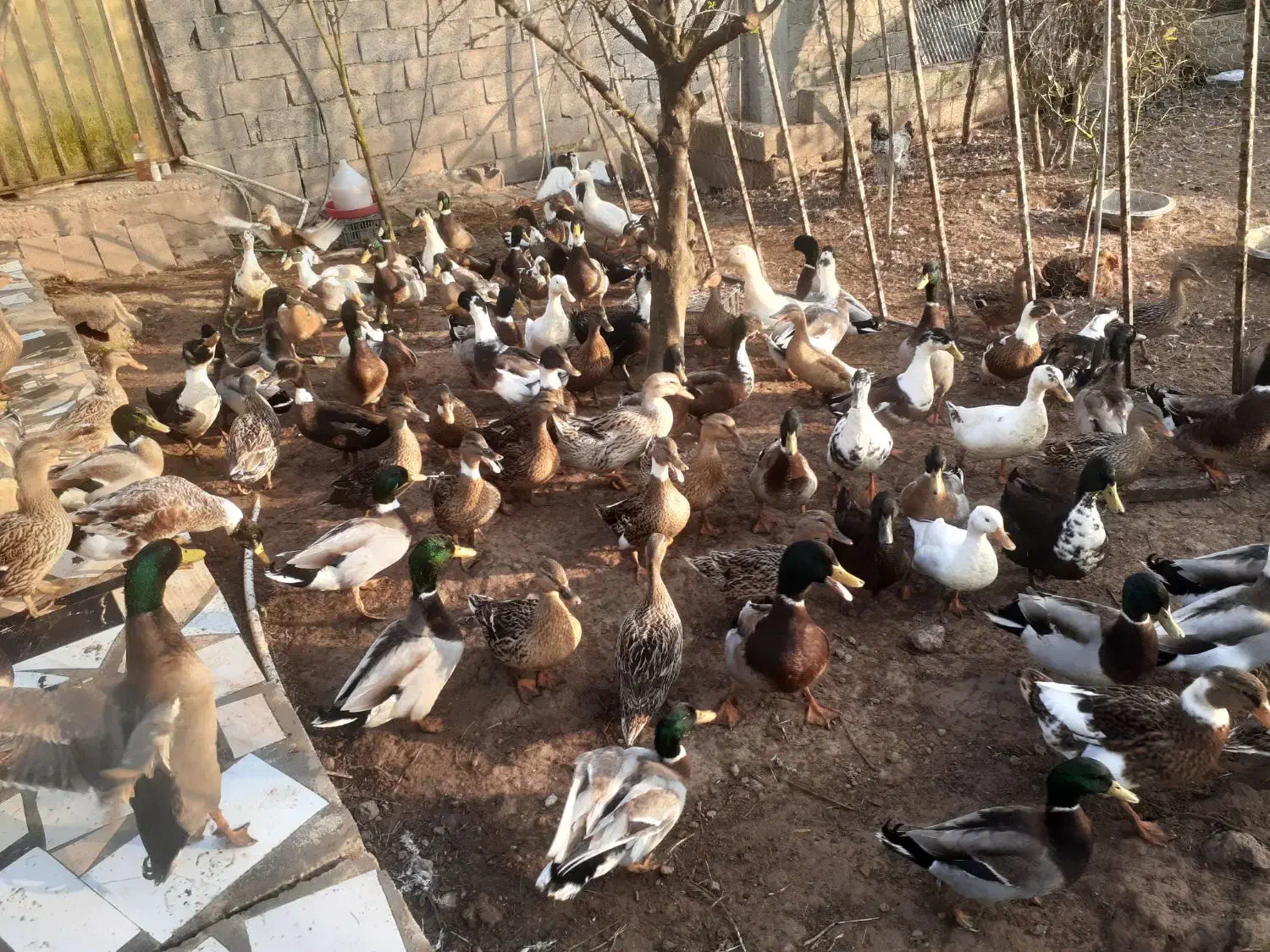 اردک پروازی و محلی|حیوانات مزرعه|رودبنه, |دیوار