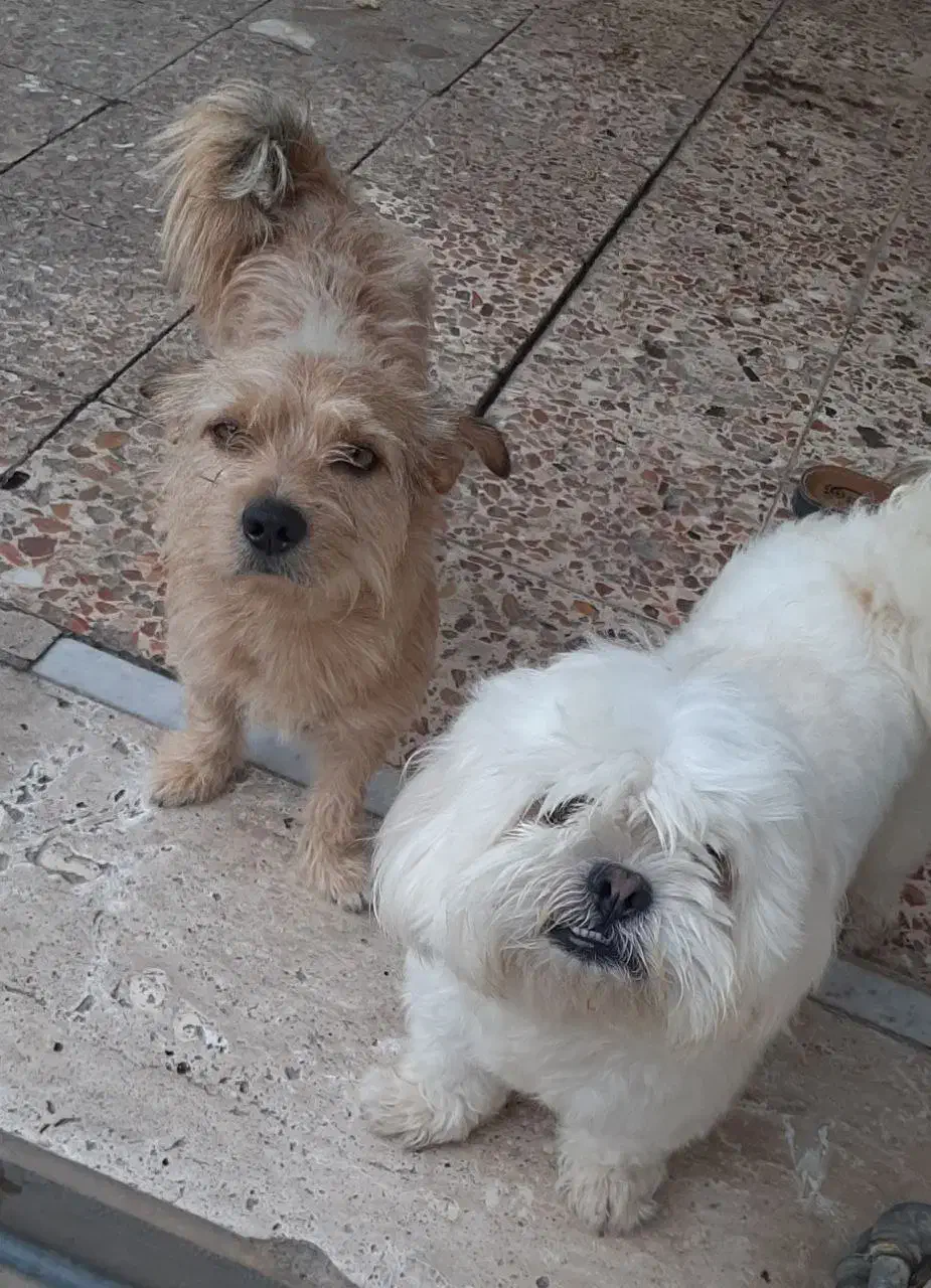 دزدیده شد|حیوانات|گنبد کاووس, |دیوار