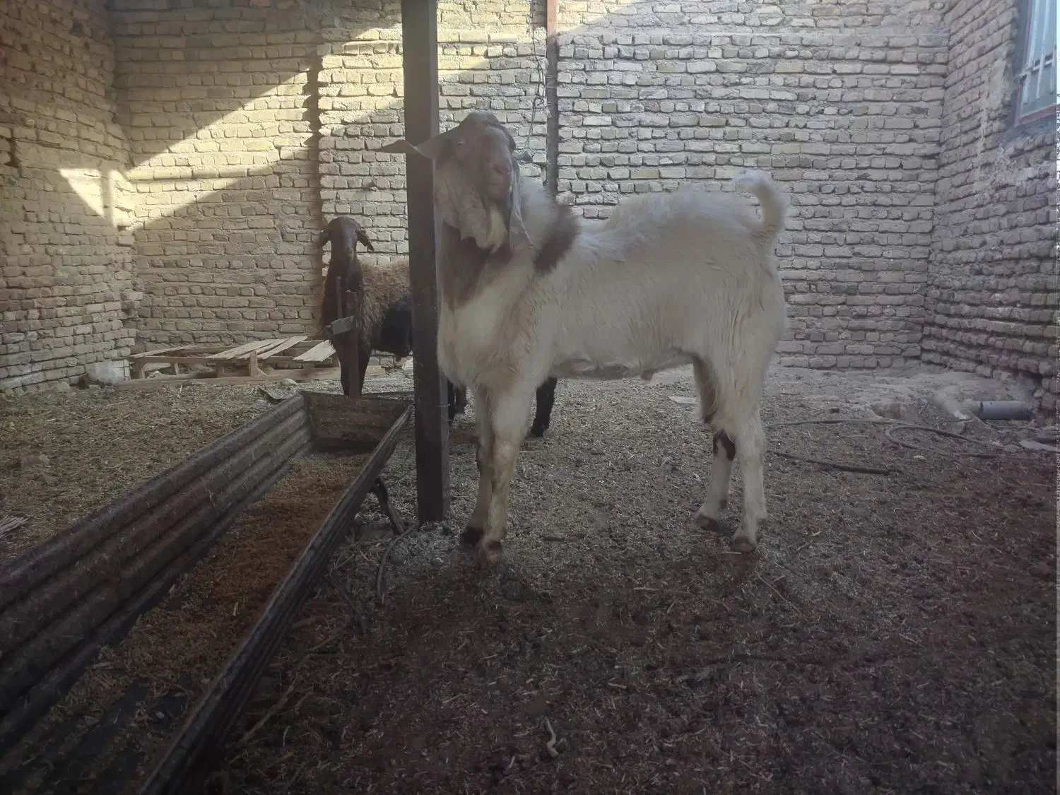 تک شاد یا همون نربز دو دندان|حیوانات مزرعه|نصر آباد, |دیوار