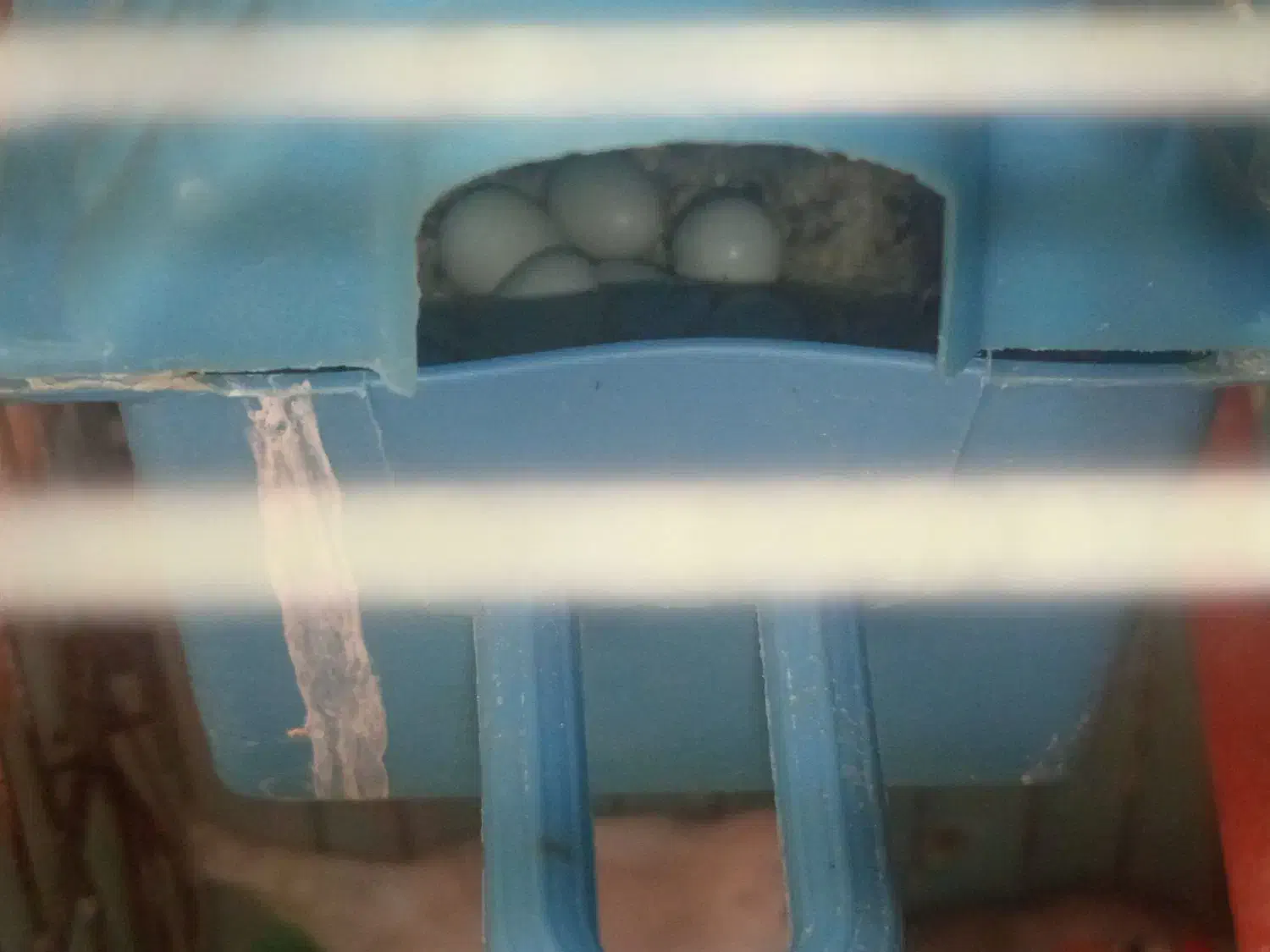 یک جفت فنچ وبا وسایل|پرنده|پیشوا, |دیوار