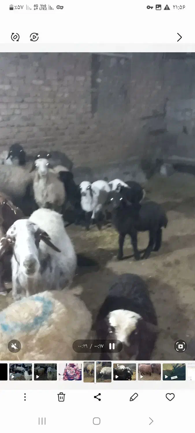 میش بره|حیوانات مزرعه|دورود, |دیوار